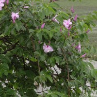Cryptostegia madagascariensis Bojer ex Decne.